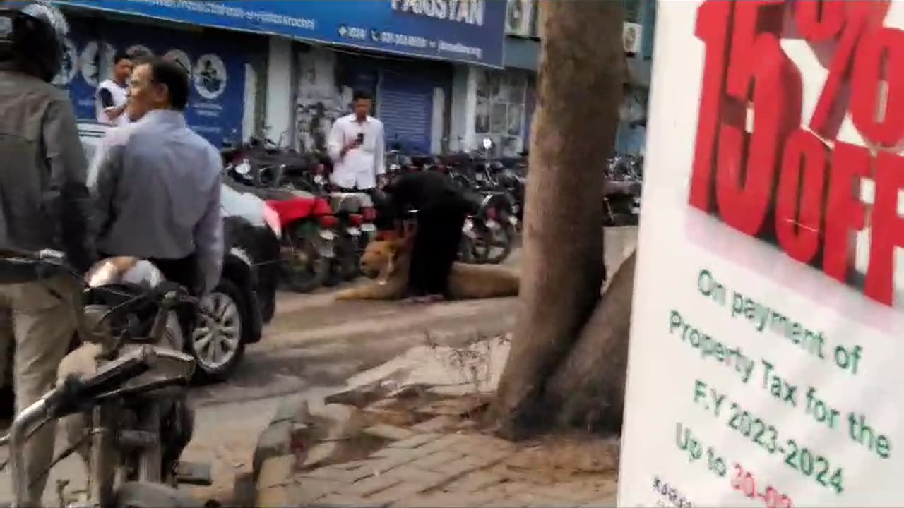Lion roaming casually in the busy streets of Karachi #lion#roamingincity#captured
