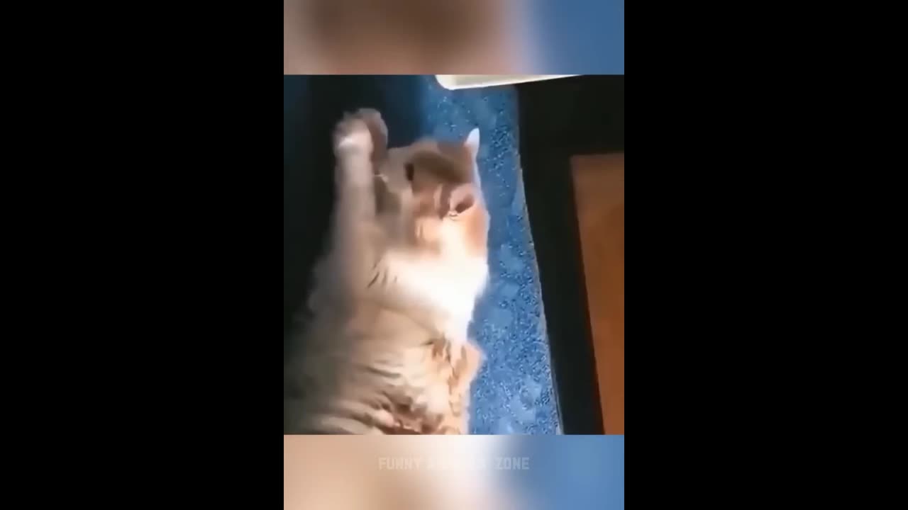 Funny cat and dog videos 😂#7