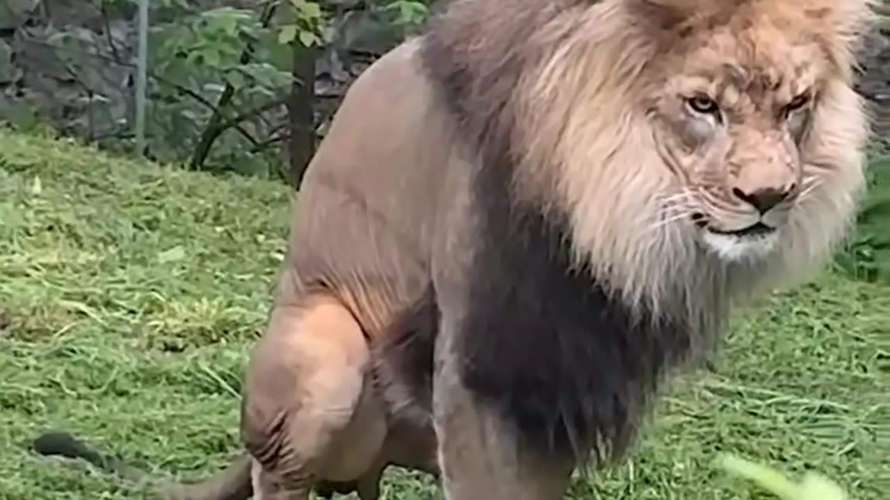 Trampe