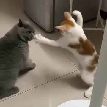 Watch the cats fight in it between them it's scary 😲