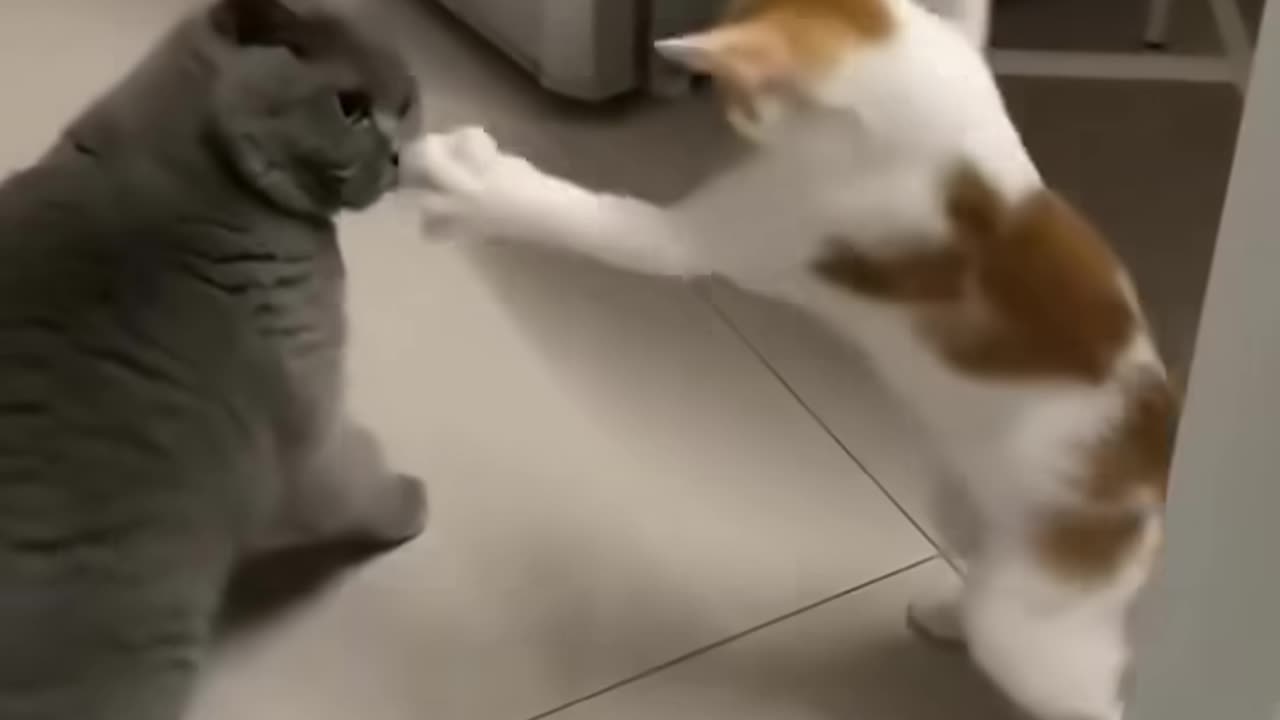 Watch the cats fight in it between them it's scary 😲