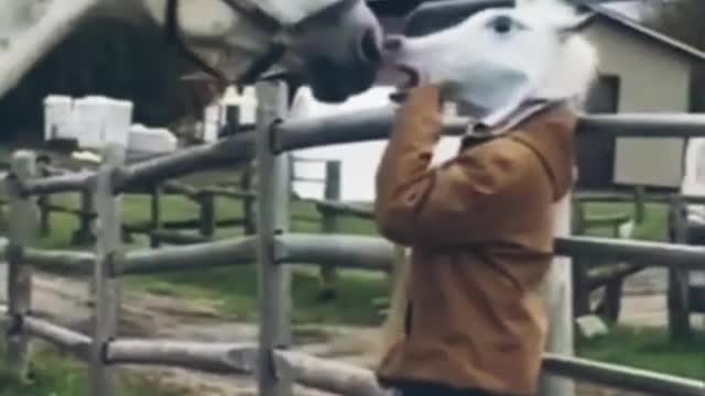 funny horse clip || horse prank || short videos