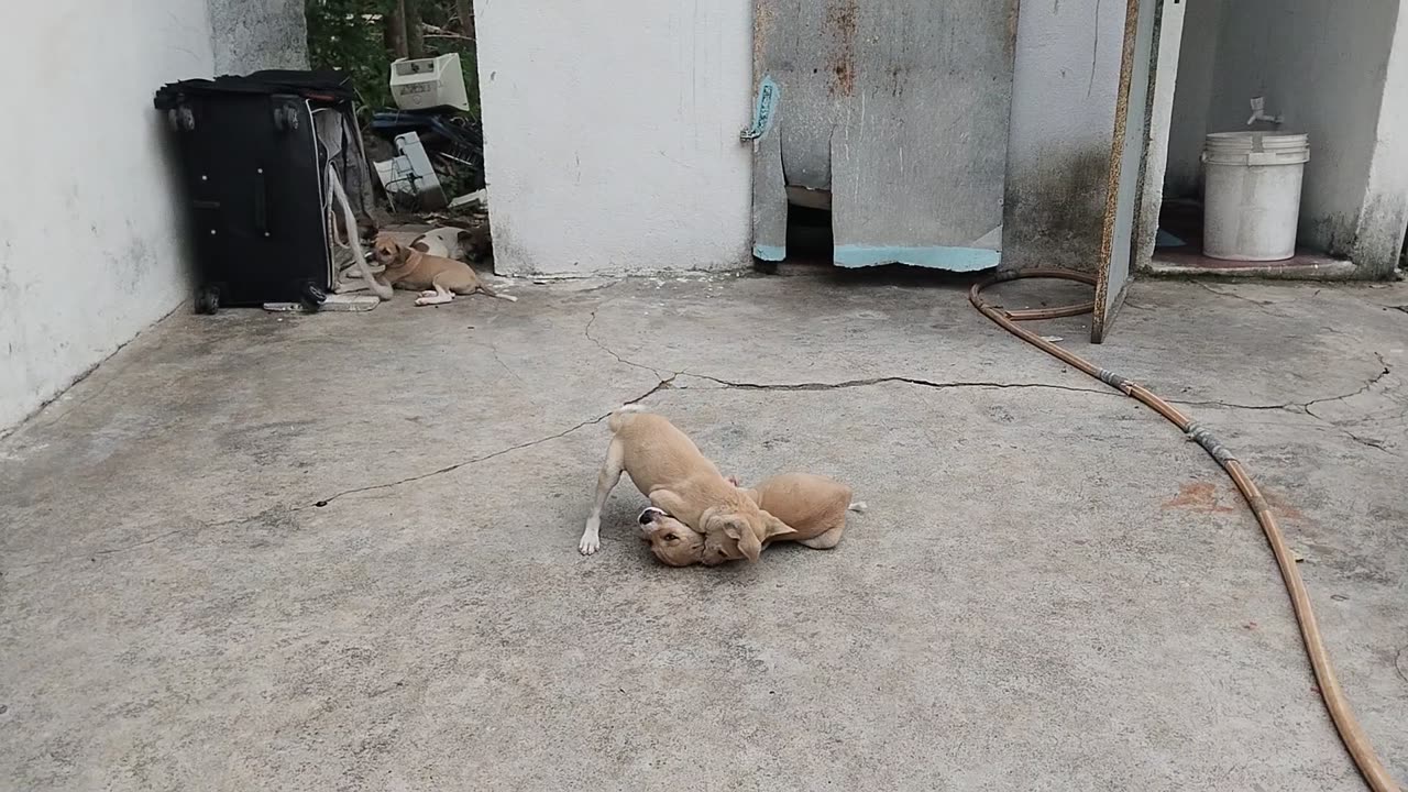 Dog very funny video