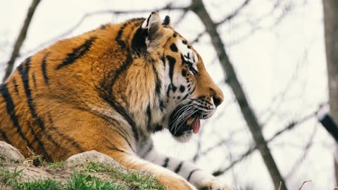 Tiger resting