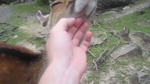 Funny reactions when petting a deer