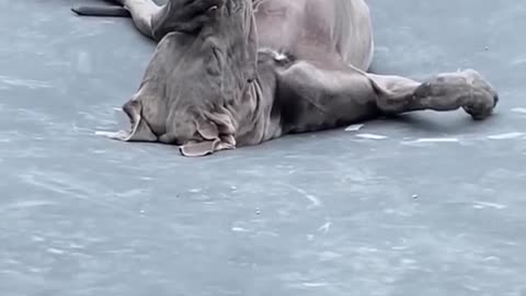 Funny and cute animals