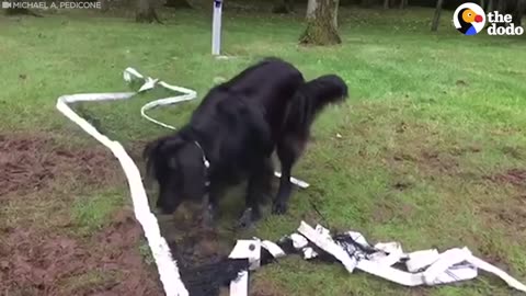 Deer Stuck In Volleyball Net Gets Rescued
