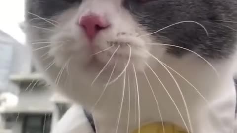 Funny Cats and Dogs 🐱🐶 _ Funny Animal Videos #15