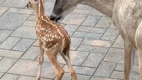 Mama deer introduced her babies