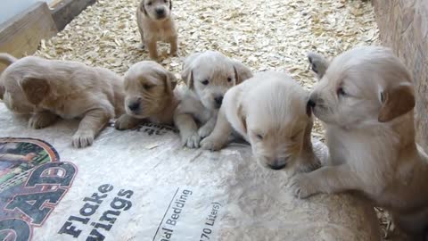 Too cute golden retriever Puppies Barking 3 weeks old_HD