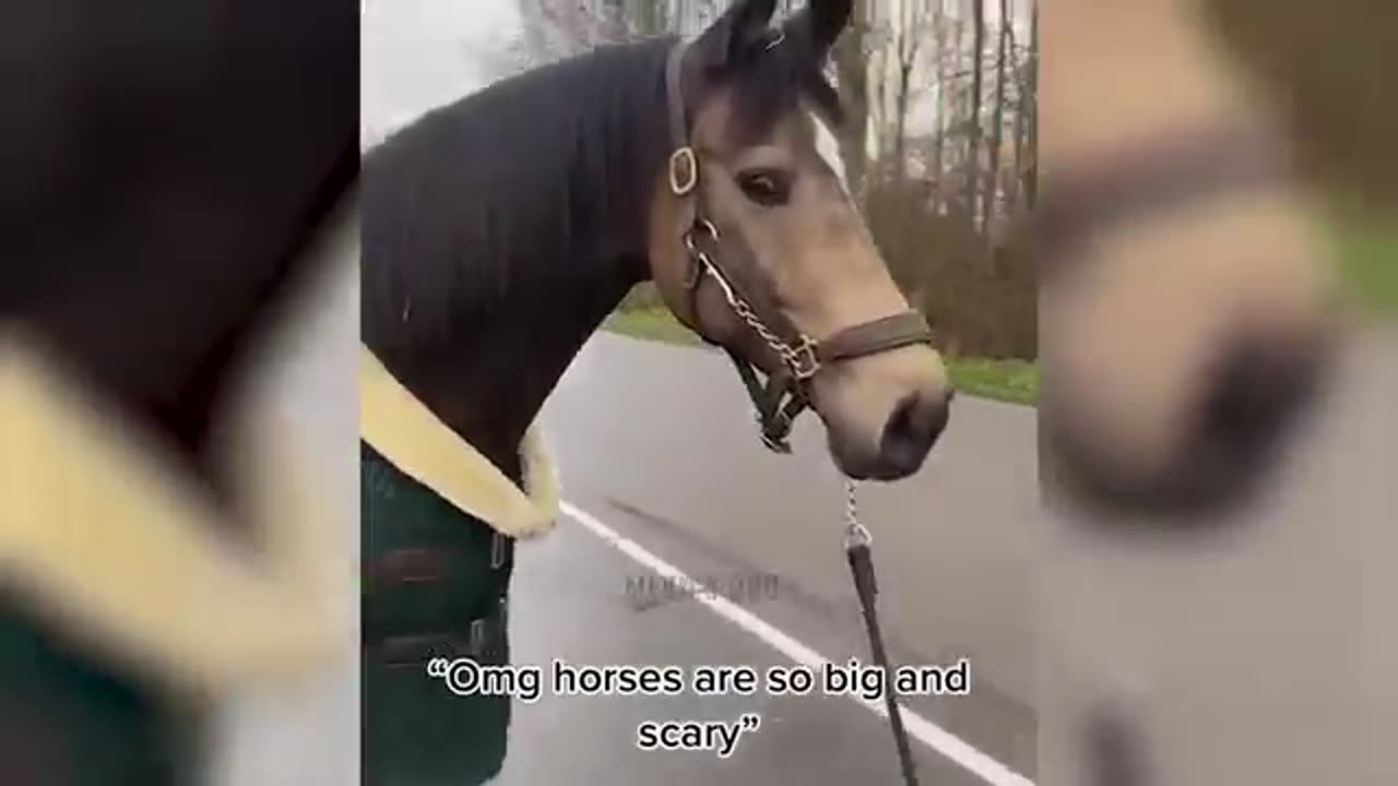 Funny Videos Cats and Dogs