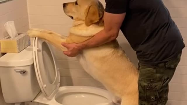 Training dog how to pee in the toilet