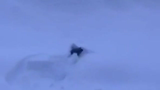 Snow day!
