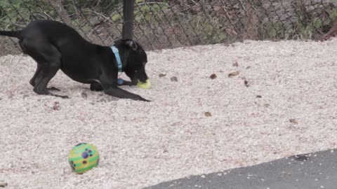 dog running and playing with ball