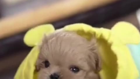 Cute tiny puppy just like a toy