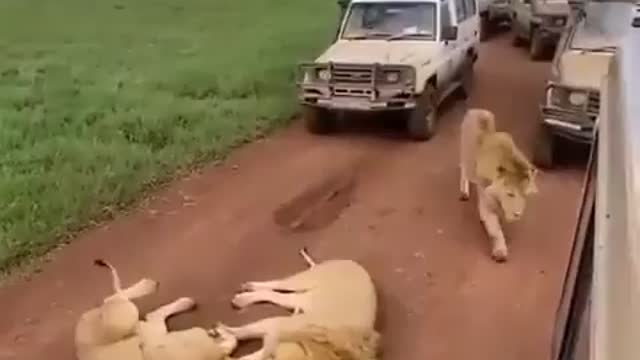 the LIONS seize the road and rElaxes while vehicles wait.