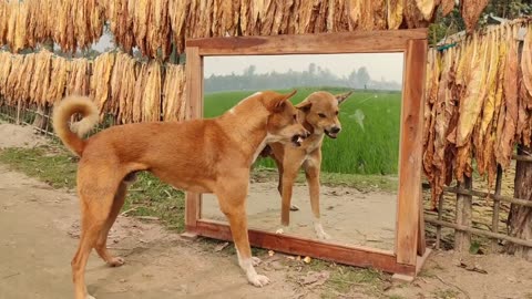 Animals react in mirror funny viral video