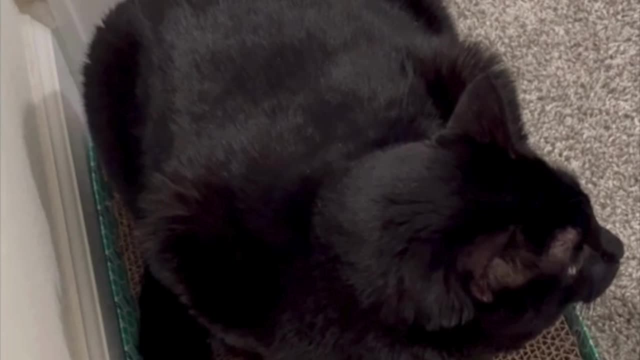 Cute Precious Piper Loves the Tuffet in the Hallway - Adopting a Cat from a Shelter Vlog #shorts