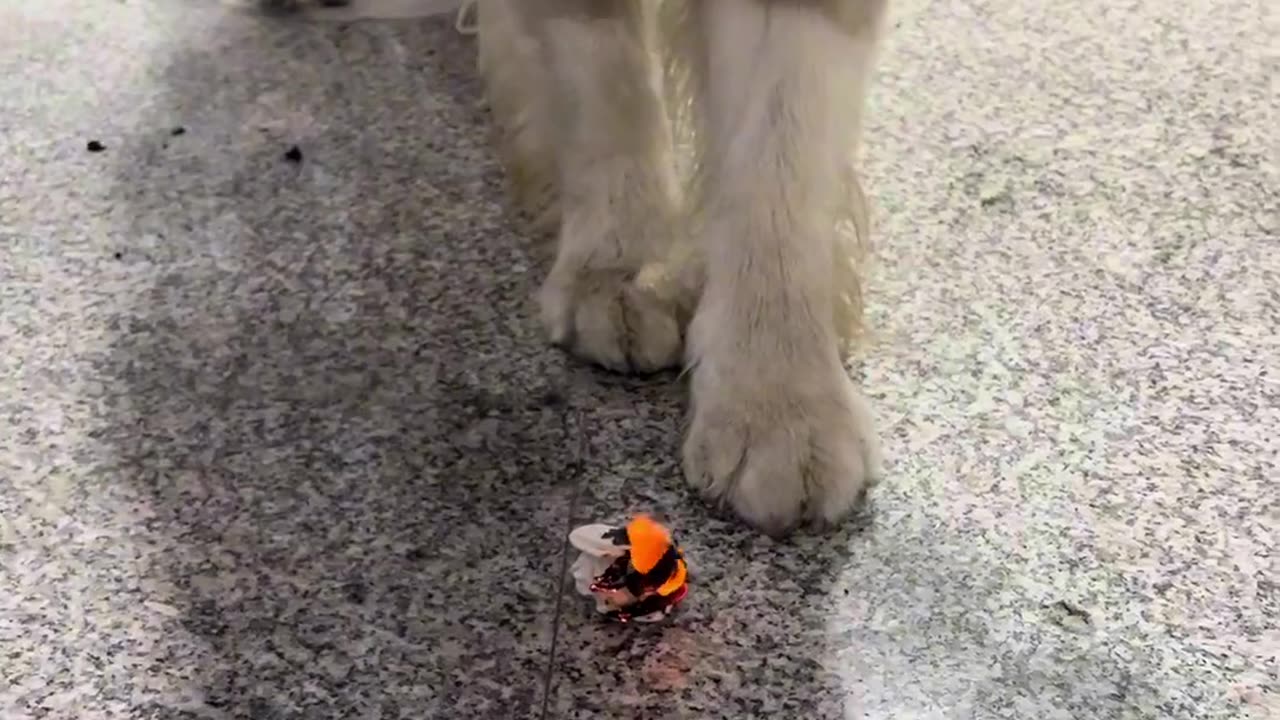 Dogs can't stop on the road to firefighting