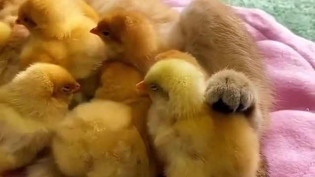 Chicks thinking that the cat is their mother