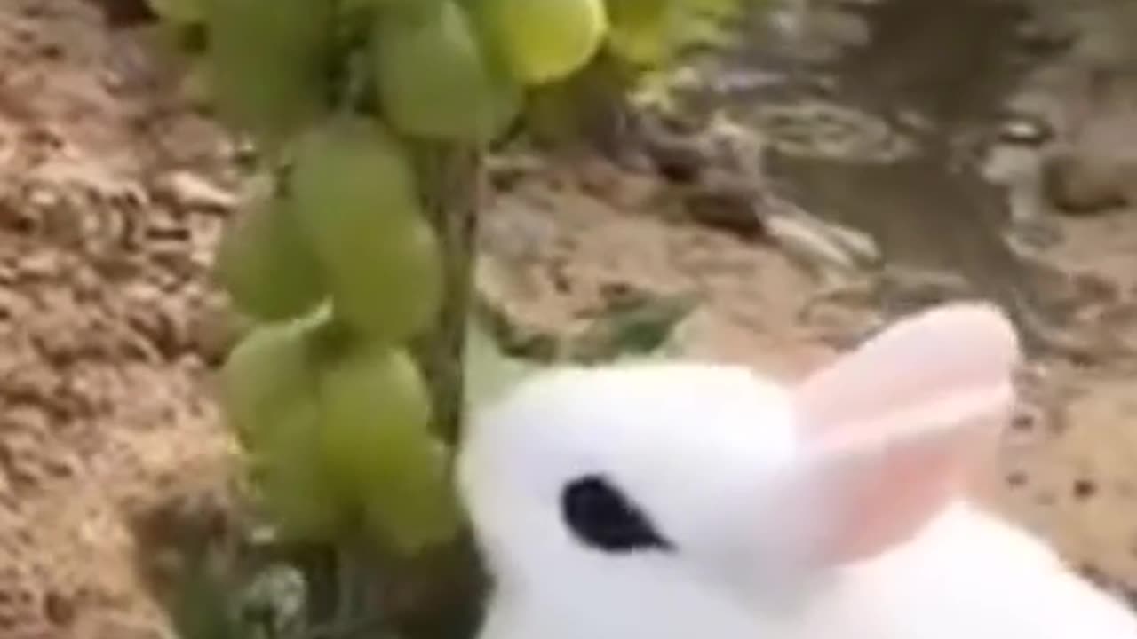 Cute Rabbit #animals #animalsoftiktok
