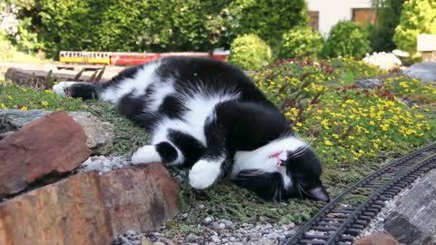 A giant cat almost caused a train wreck