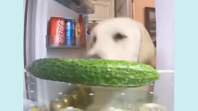 trained dog gets its own food at the fridge