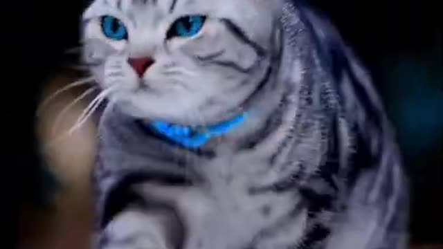 Cat attitude video