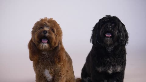 Two puppies side by side, Two puppies side by side with their tongues out.