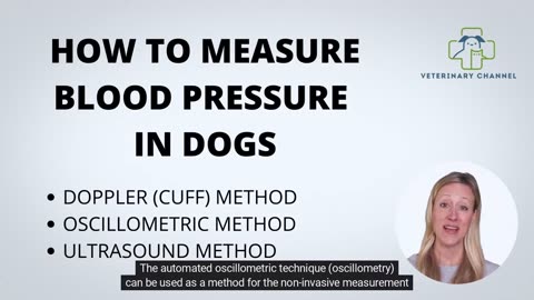 How to measure blood pressure in Dogs