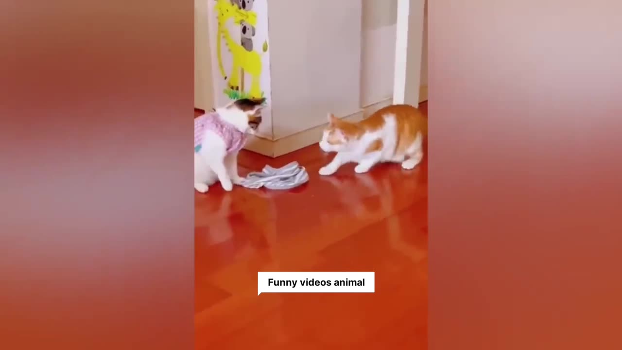 Funny animal videos |. Cute cats & dogs funny videos