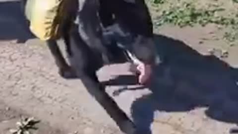 Dogs help in war.