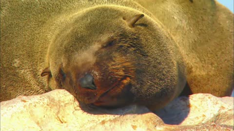 Animals of the Sea. Seals! Made for Kids!