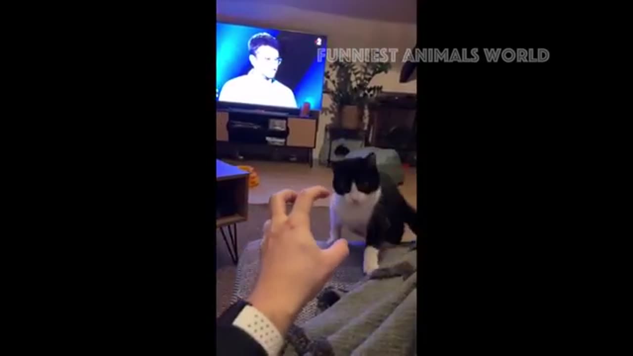 Funny Cats And Dogs Videos 😁 - BEST Funny Animal Videos 2024