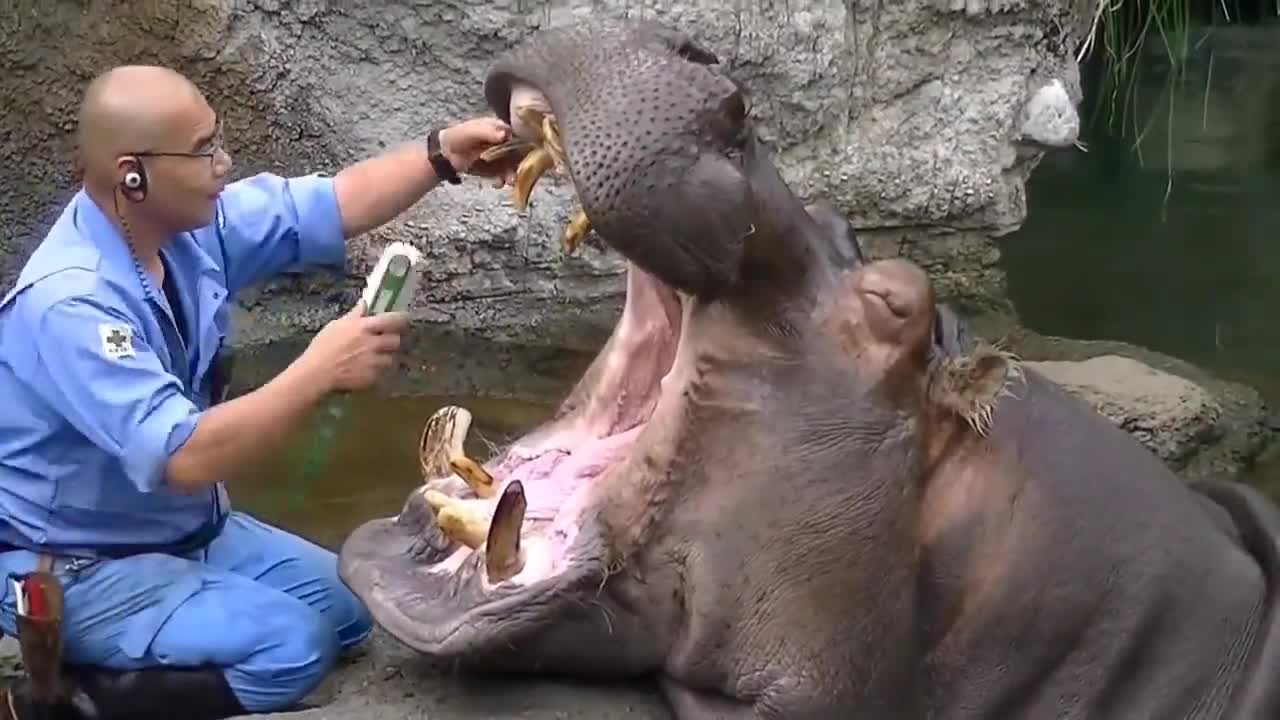 Hippo gets dental check up at Osaka Zoo 😲