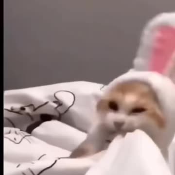 funny all very funny cats