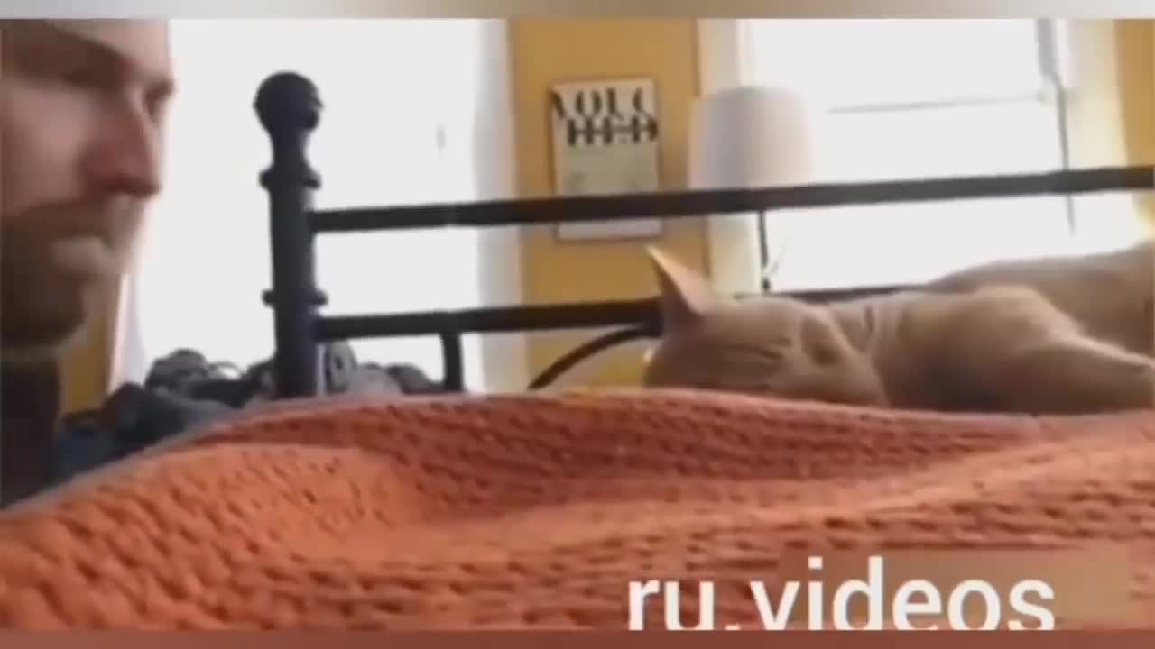 jokes with animals the best 2020