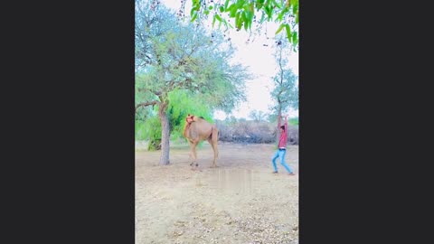 Camel Running