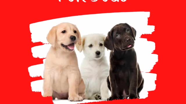 Amazing Cute dogs Funny Viral Clips😹|| #funny Cute dogs #shorts Video😂|| #trending #animals #reels