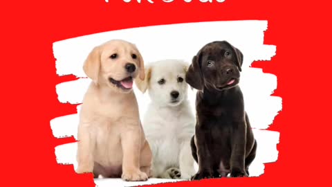 Amazing Cute dogs Funny Viral Clips😹|| #funny Cute dogs #shorts Video😂|| #trending #animals #reels