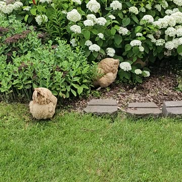 OMC! Who said chickens are not hunters? 🐔🐛🤯These hens earn their protein! #chickens #hunters #shorts