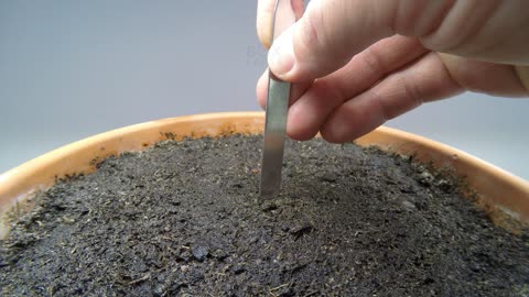 Growing a BIRCH TREE from seed Time-lapse