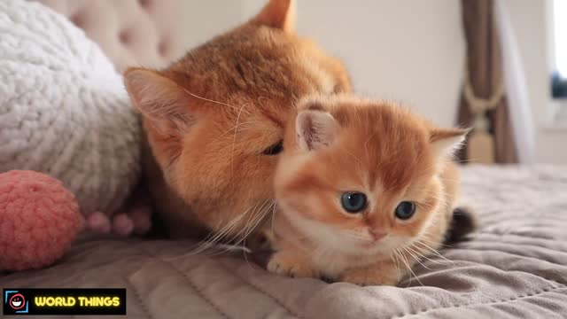 Cute Kitten