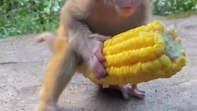 Monkey loves corn!