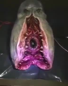 Alien Creature in our Oceans?!?!?! #UFO #Alien #ET #USO #UAP #Disclosure 👉👉👉 Follow me