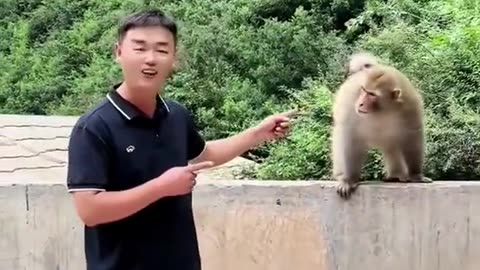 Most funny monkey video