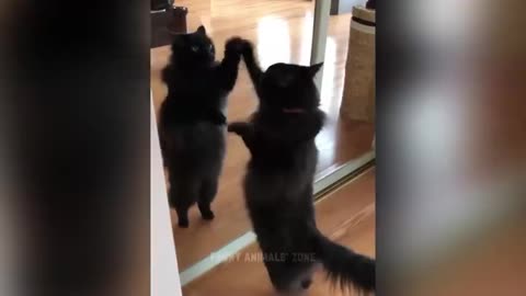 Pet 😸 funny video😃🤣😆