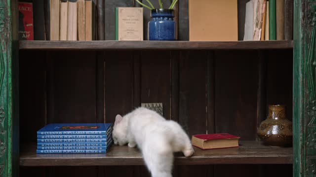 A cat jumping on the book shelves 😂