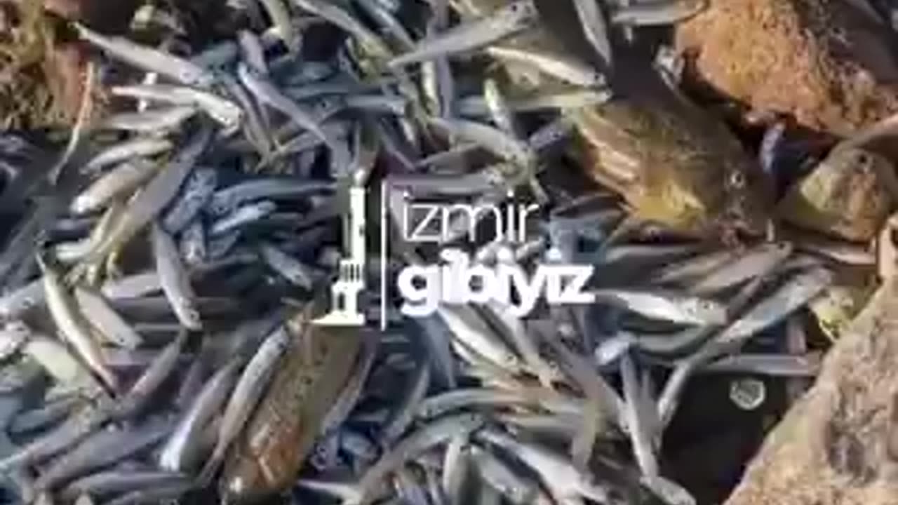 A large number of deceased fish are found stranded along the shore of Izmir in Turkey