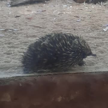 Echidna at the zoo